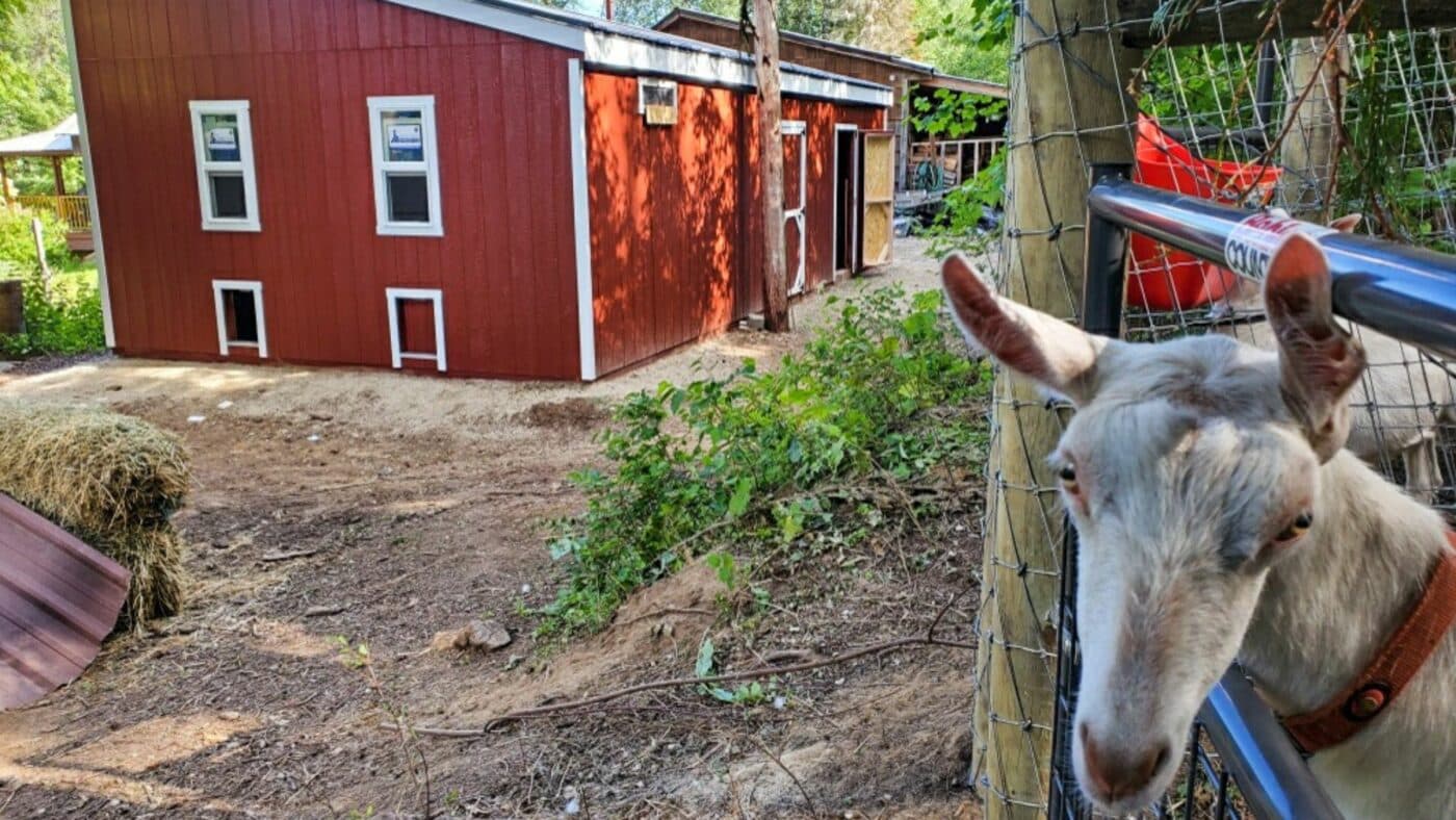 livestock shelter with goat