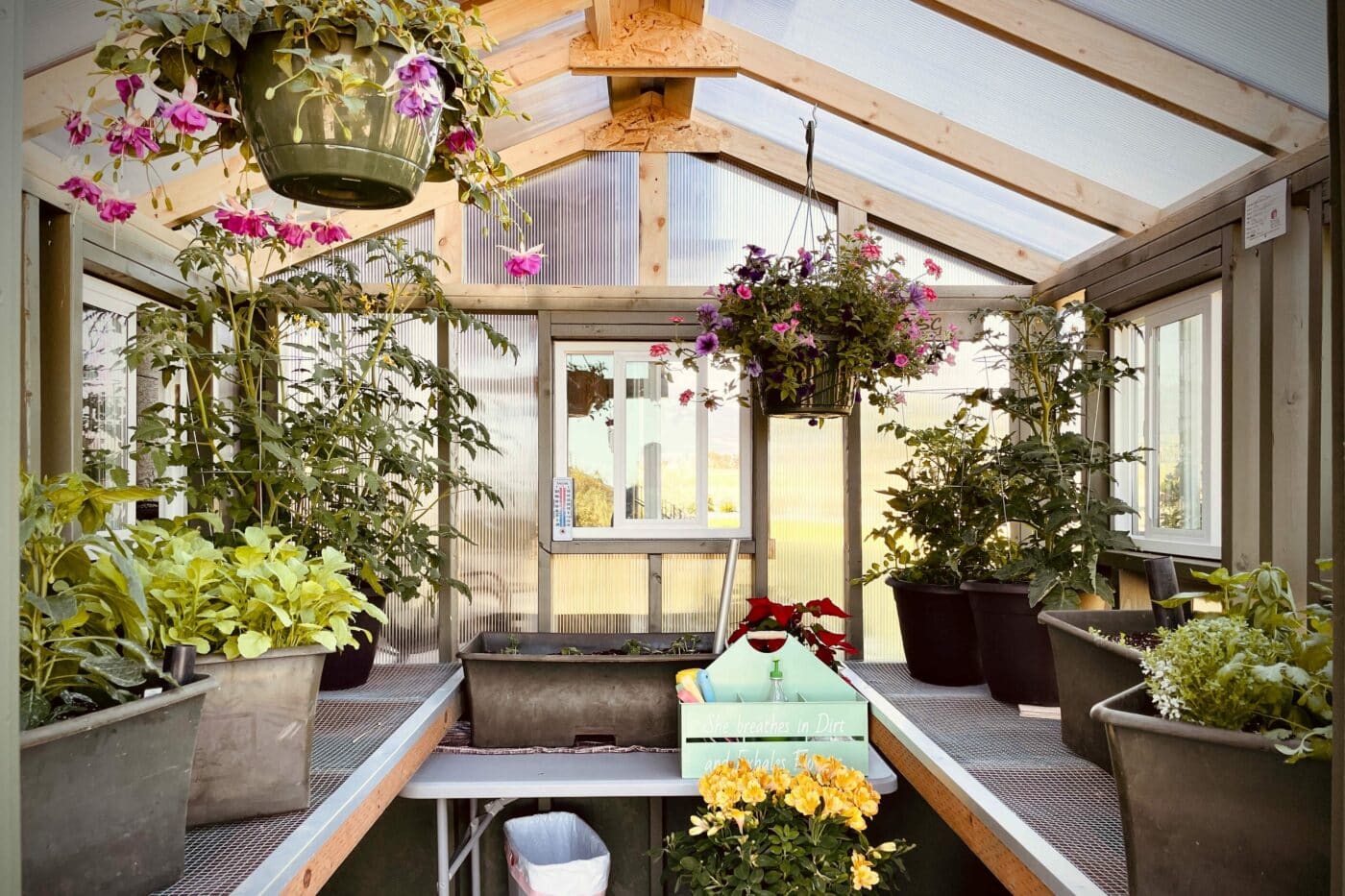 shed greenhouse interior edited 1